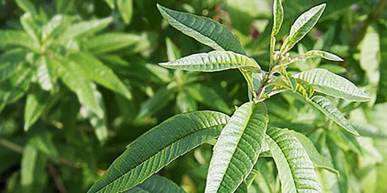 - Article Prima, rubrique La plante du mois « La verveine, star de la digestion » - verveine