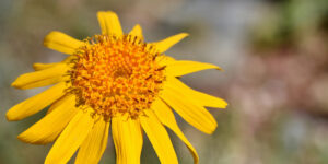 - L’arnica - anica
