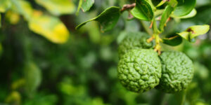 - Maîtriser ses angoisses – Plantes et Santé - maitriser-ses-angoisses-avec-les-huiles-essentielles