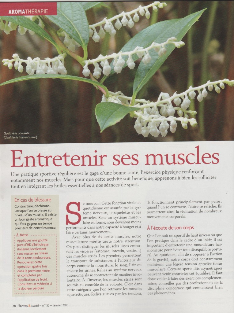 article muscles 1