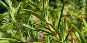 - Entretenir ses muscles – Plantes et Santé - entretenir-ses-muscles-avec-les-huiles-essentielles