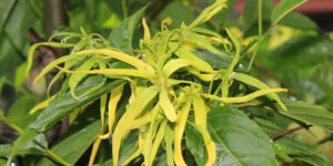 - Juguler les migraines – Plantes et Santé - les-huiles-essentielles-contre-la-migraine