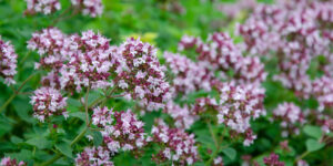 - Soigner la cystite – Plantes et Santé - soigner-la-cystite-avec-les-huiles-essentielles