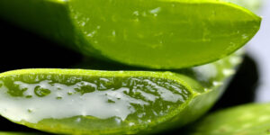 - L’aloe vera - aloe-vera